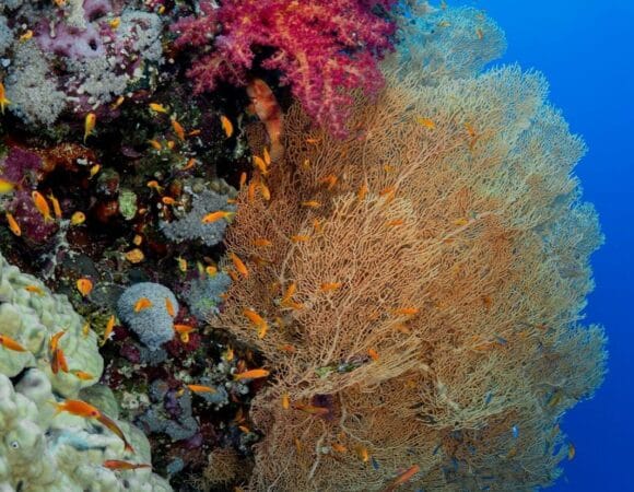Marsa Alam