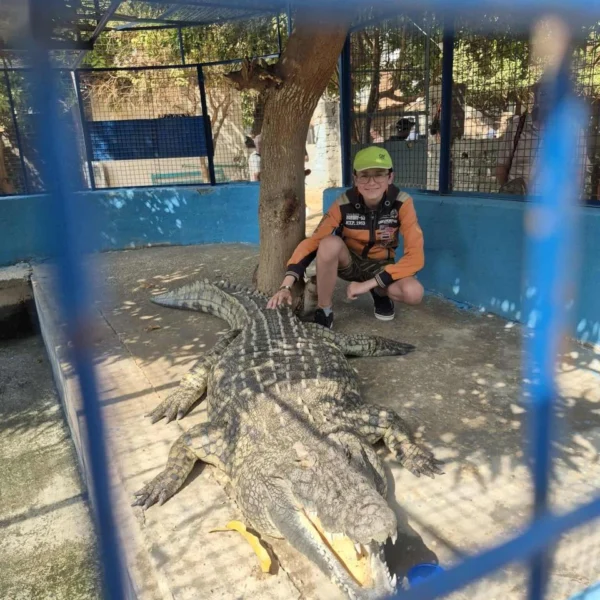 A Nile crocodile resting in a small, fenced enclosure with a concrete pool at the animal corner on Banana Island, Luxor.