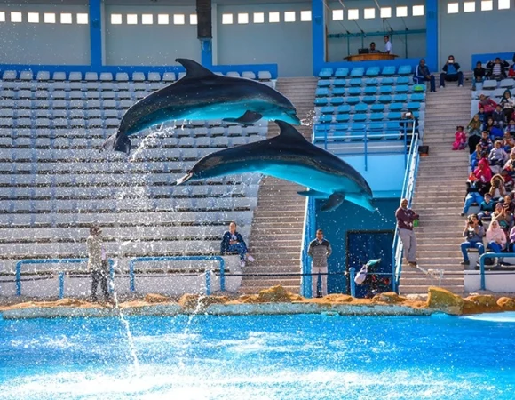 Dolphin Show – Hurghada