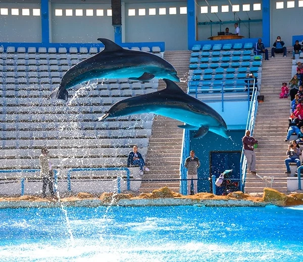 Dolphin Show – Hurghada