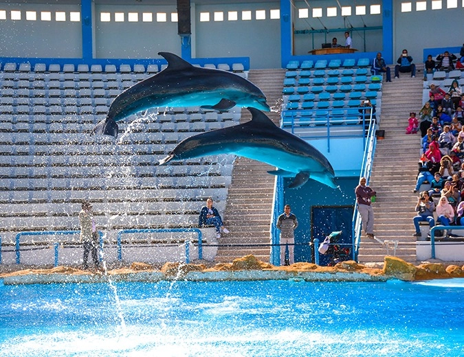 Dolphin Show – Hurghada