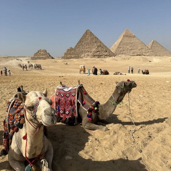 Two decorated camels resting in the sand with the three Great Pyramids of Giza visible in the background under a clear sky