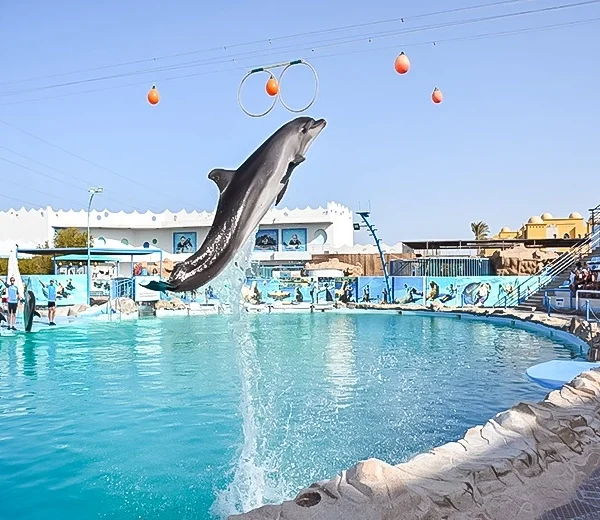 A dolphin leaping high out of a large turquoise pool toward suspended hoops and orange balls during a stadium show.