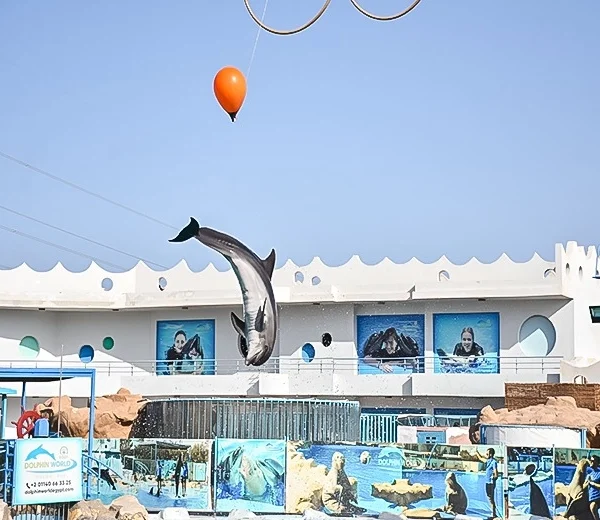 A bottlenose dolphin leaping high out of the water toward an orange balloon during a performance at Dolphin World Makadi Bay.