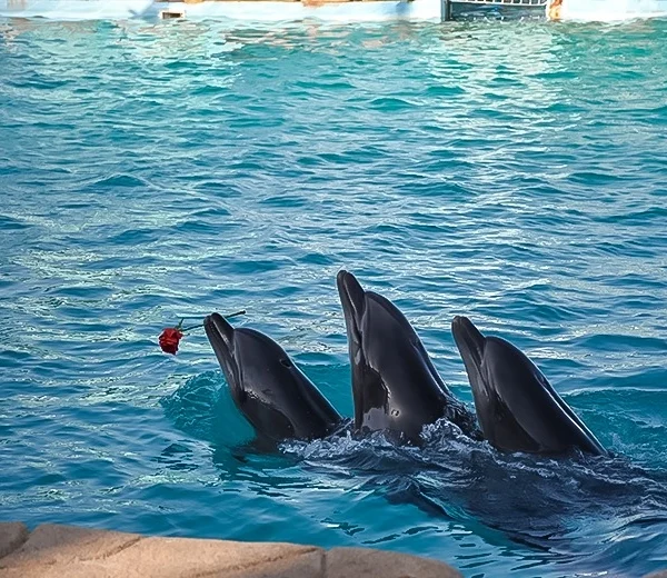 Three dolphins peeking out of blue water in a line, with the dolphin on the left holding a single red rose in its mouth.
