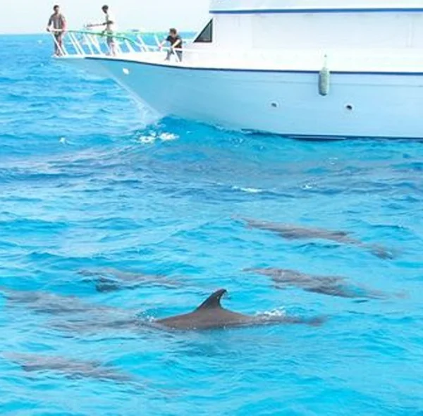 A group of dolphins swimming on the surface of the water next to the bow of a large white tourist yacht