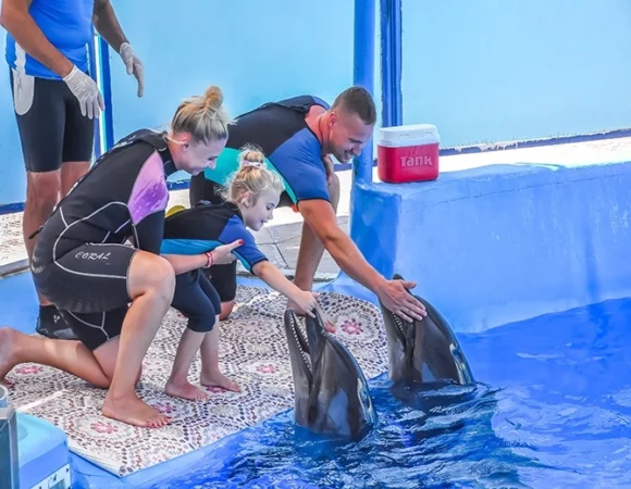 Swimming with Dolphins – Hurghada