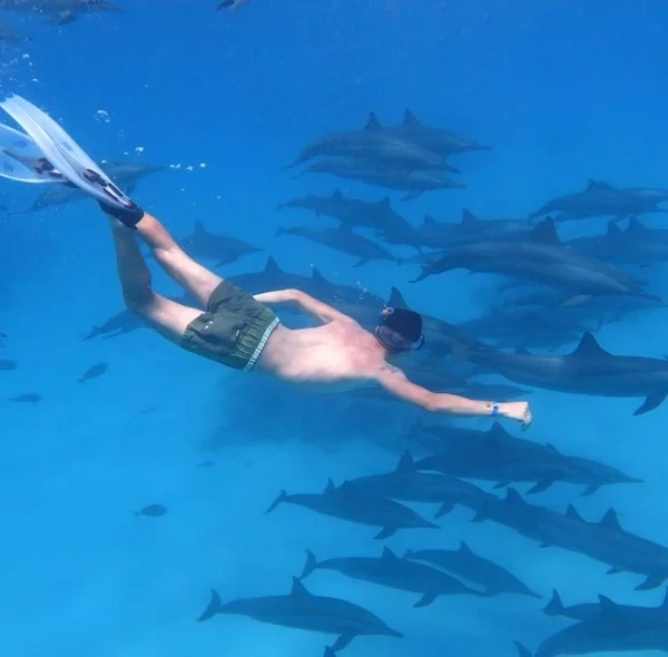 A free diver wearing professional white fins dives into the depths of the sea amidst a large pod of grey dolphins