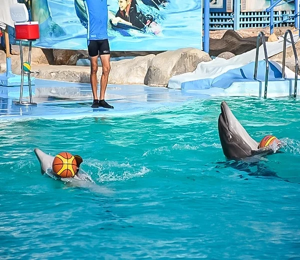Two dolphins leaping high out of a pool, each nudging a basketball with its snout, during a performance at an outdoor aquatic stadium.