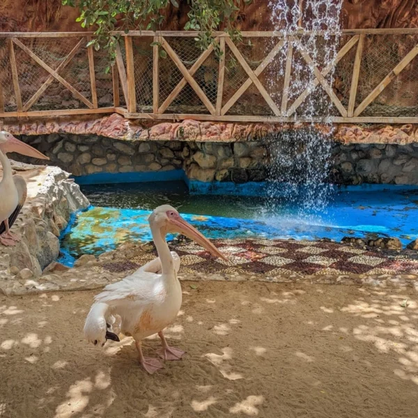 Two pelicans standing in a sandy area next to a small waterfall and a blue water basin surrounded by a wooden fence