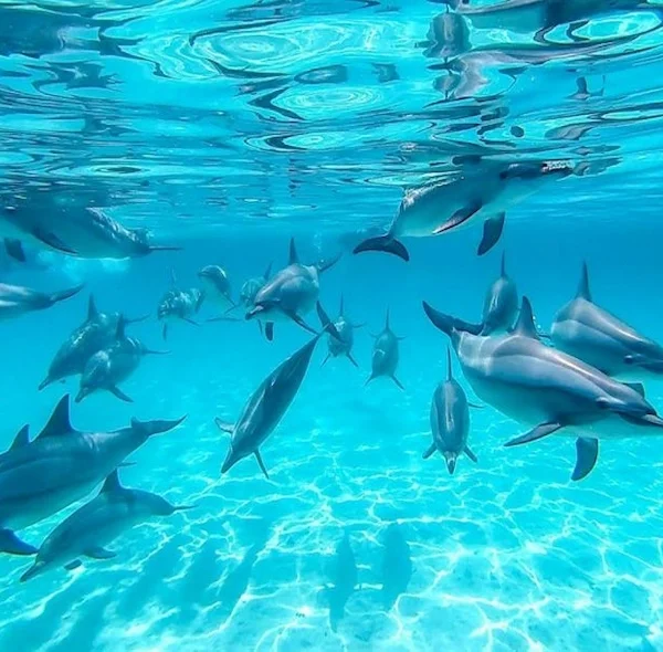 A large group of spinner dolphins swim in shallow, clear waters under the sun in Samadai National Park.