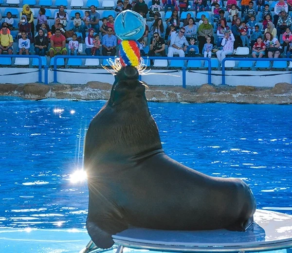 A large sea lion balancing a blue and yellow ball on its nose while perched on a platform in front of a seated audience.