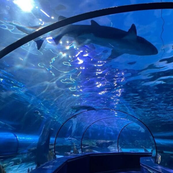 A large shark swimming directly over the glass underwater tunnel at Hurghada Grand Aquarium with sunlight filtering through the water.
