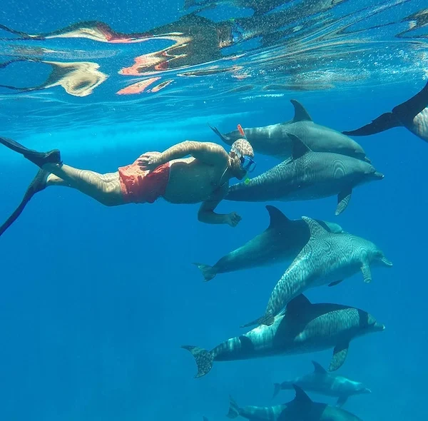 A diver wearing black fins and orange shorts swims alongside a group of dolphins underwater