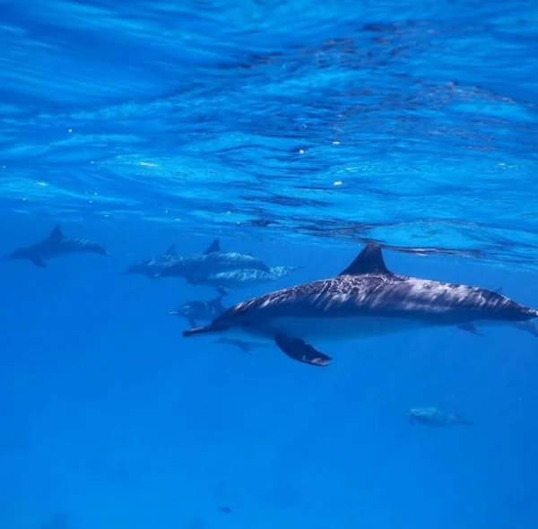A spinner dolphin swims alone in the foreground with a group of other dolphins appearing in the background in the deep blue sea
