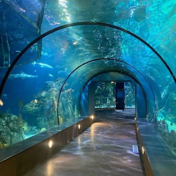 An immersive view inside the long glass underwater tunnel at Hurghada Grand Aquarium, surrounded by blue water and marine life.