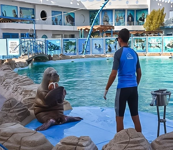 A walrus sitting on a blue deck holding a ball in its flippers while facing a trainer in a blue shirt.