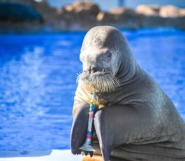 A close-up of a walrus holding a small trumpet to its mouth with its flippers.
