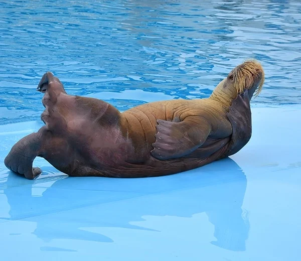 A large walrus with prominent whiskers lying on its back on a bright blue pool deck, looking toward the camera.
