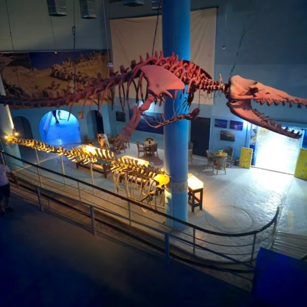 A skeletal reconstruction of a prehistoric walking whale, likely a Dorudon or Basilosaurus, suspended from a blue ceiling in a museum